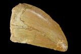 Serrated, Carcharodontosaurus Tooth - Real Dinosaur Tooth #156874-1